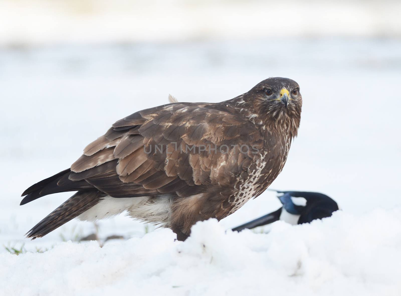 common buzzard sitting on the snow