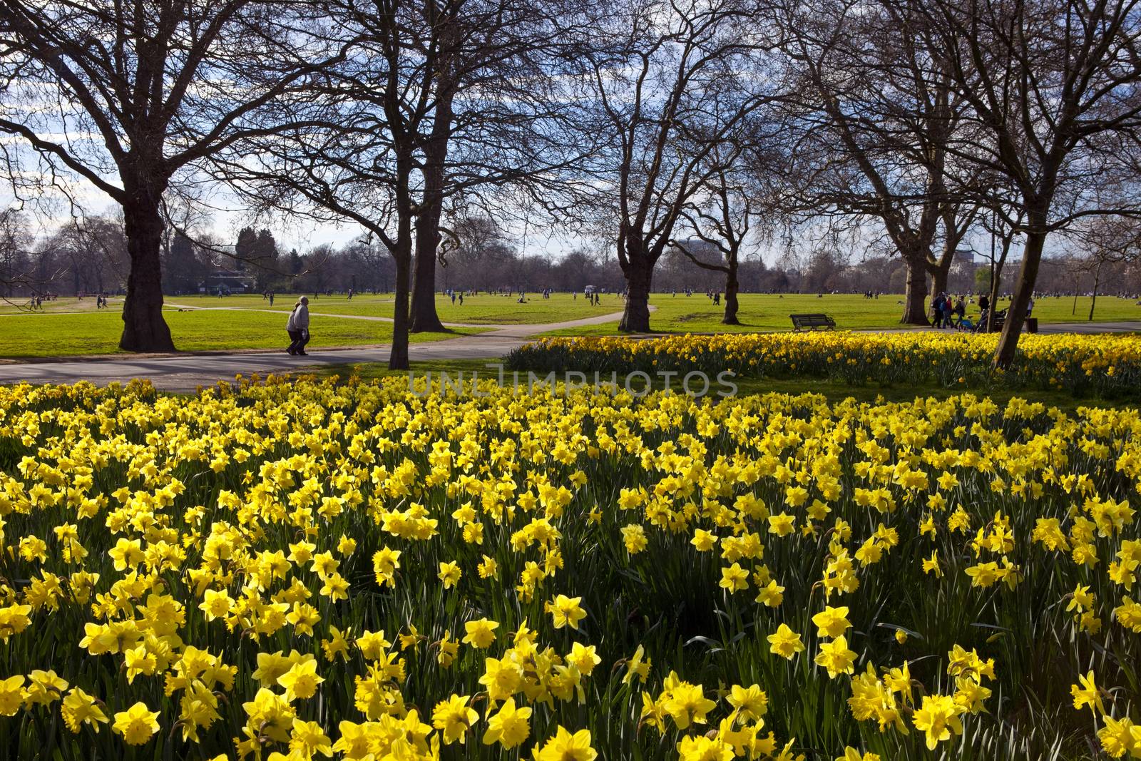 Beautiful Daffodils in London's Hyde Park.