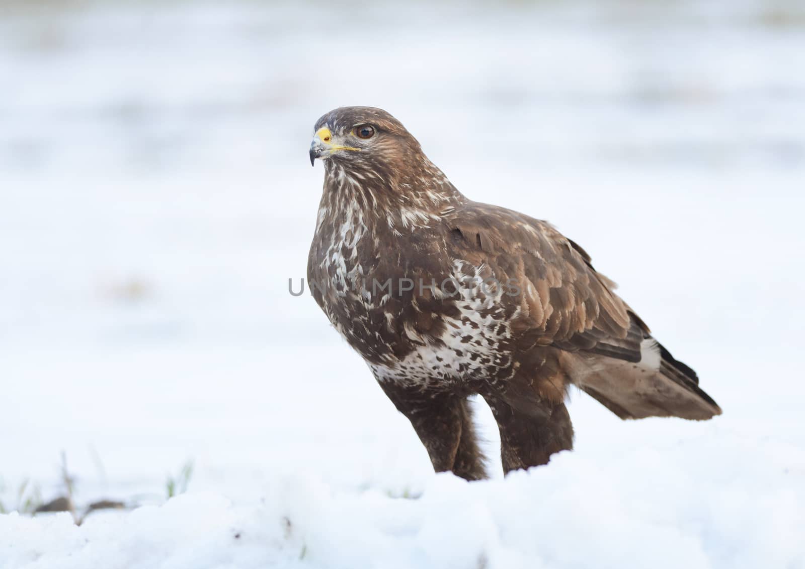 common buzzard sitting on the snow