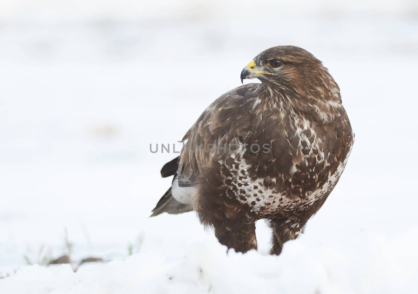 common buzzard sitting on the snow