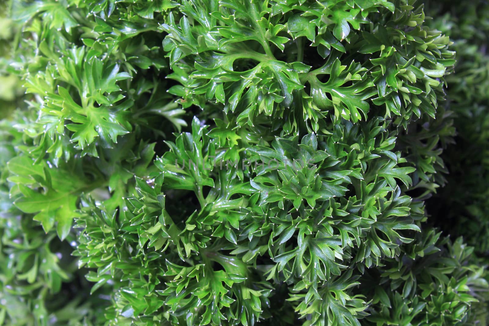 Close up of fresh bunch of green parsley  with shallow depth of field