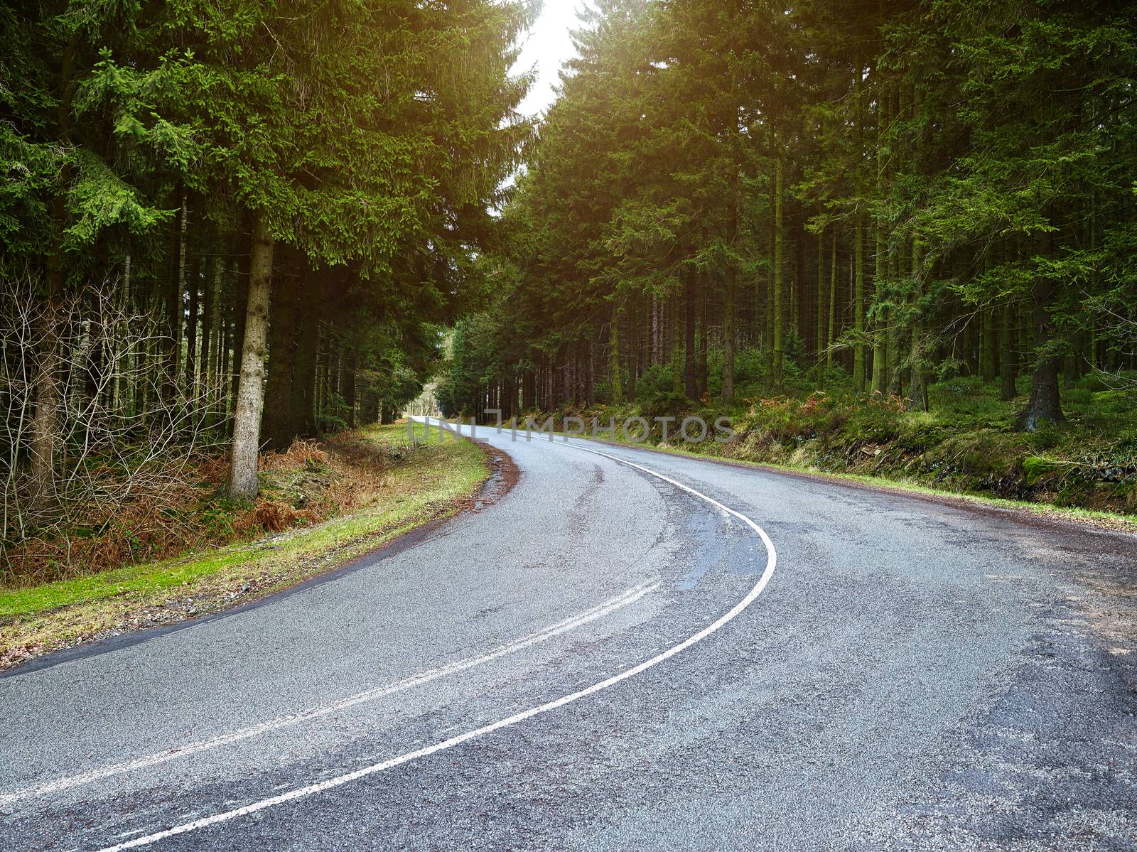 country road into a forrest at sunset, cloudy backlite shot. peferct for car copy space