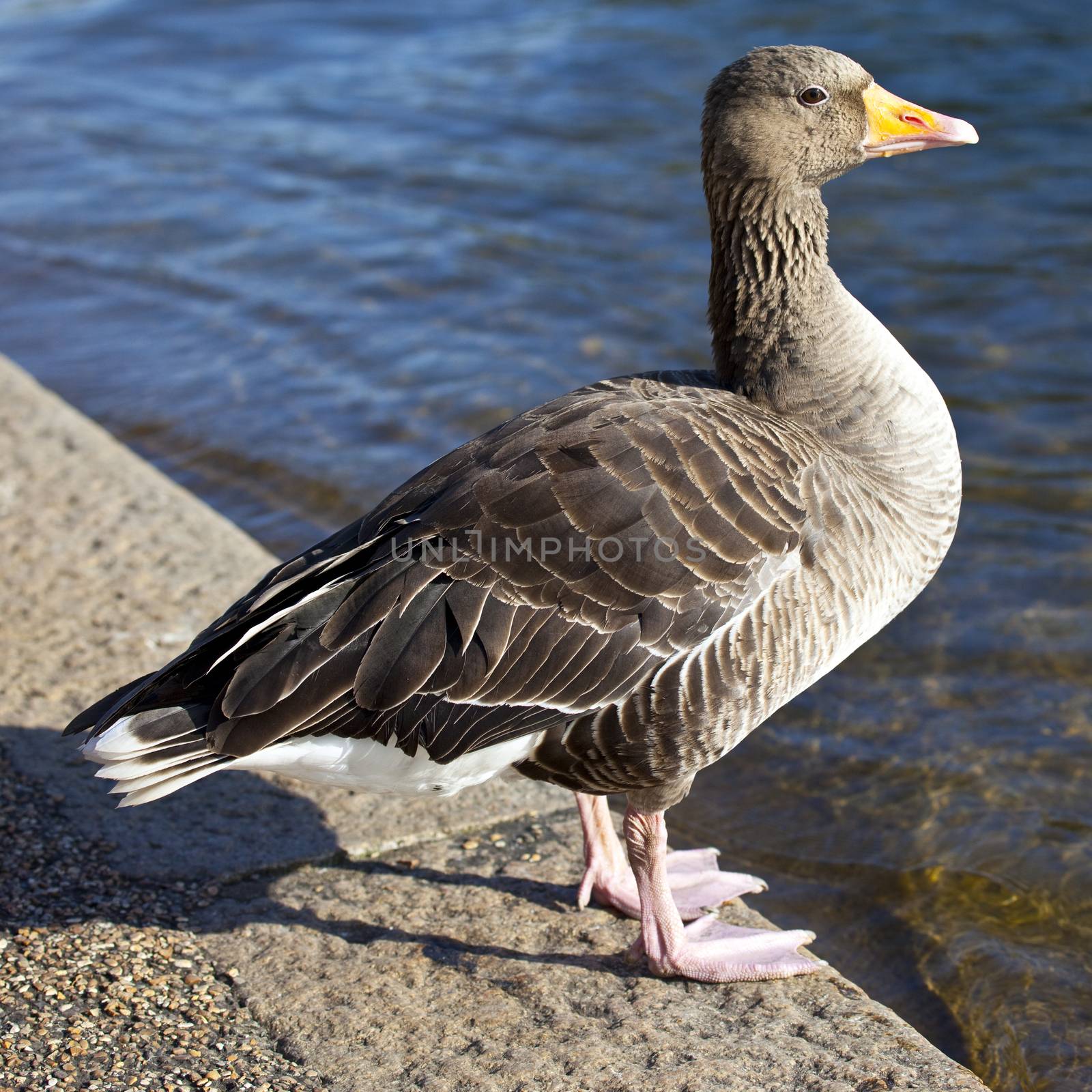 A duck sitting by the Serpentine in Hyde Park, London.