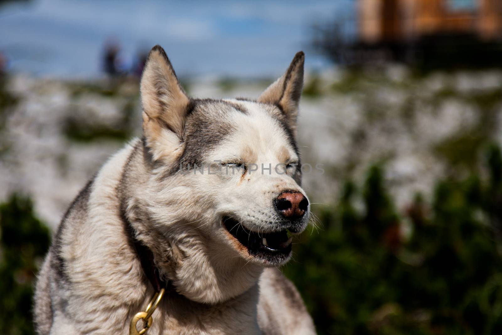 Smiling laughing dog in the mountains side