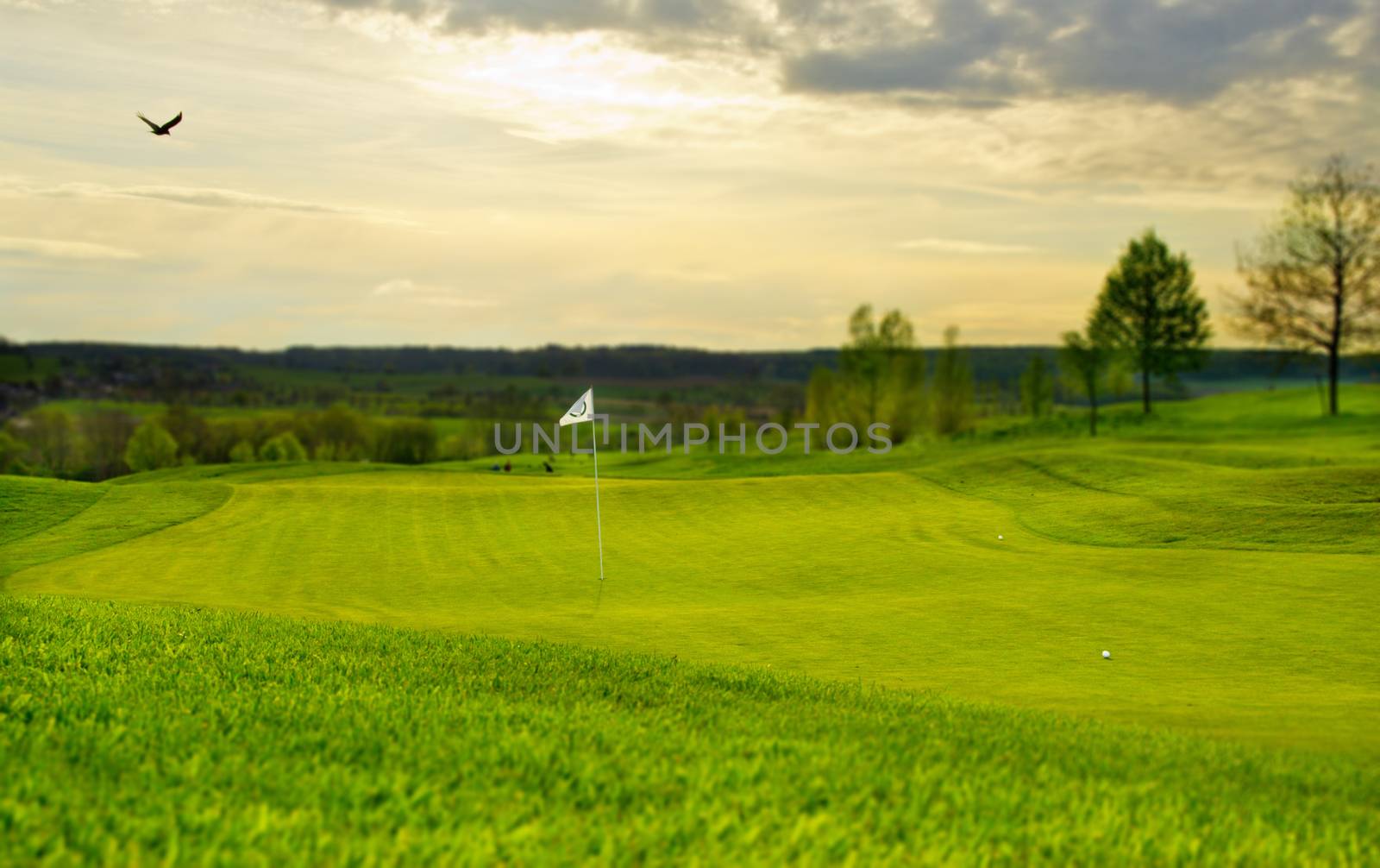 a putting green with flag - evening sun