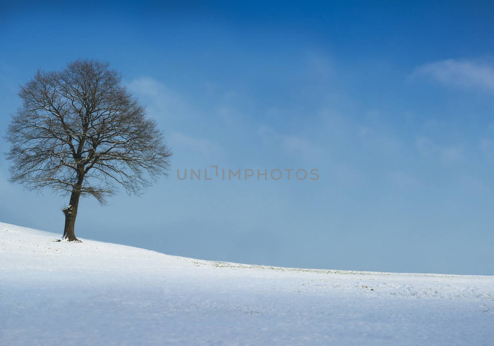 Tree on snow covered field on a sunny winter day. ultra large size {shot on PhaseOne P45}
