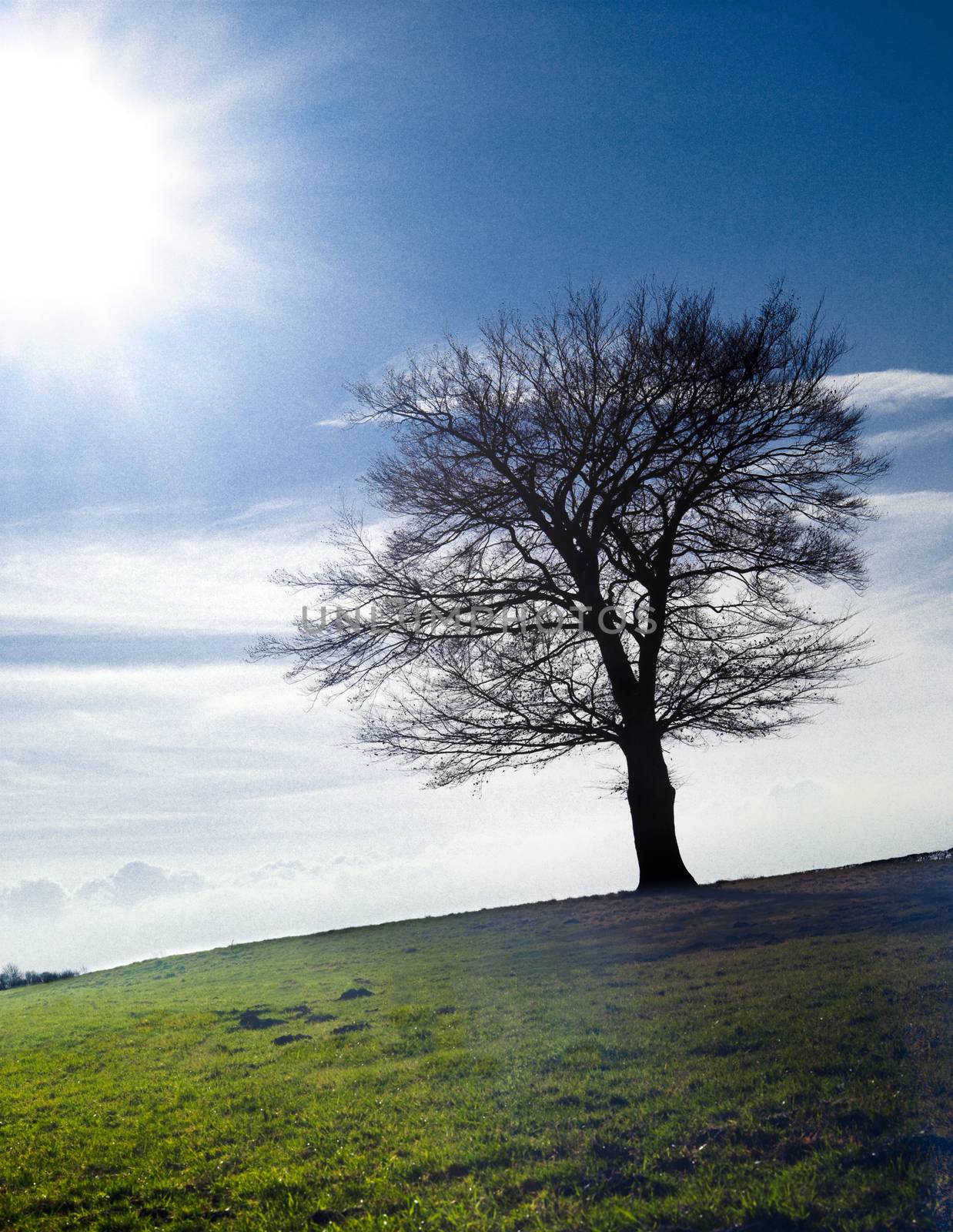 Tree on field on a sunny autumn or spring day. ultra large size {shot on PhaseOne P45}