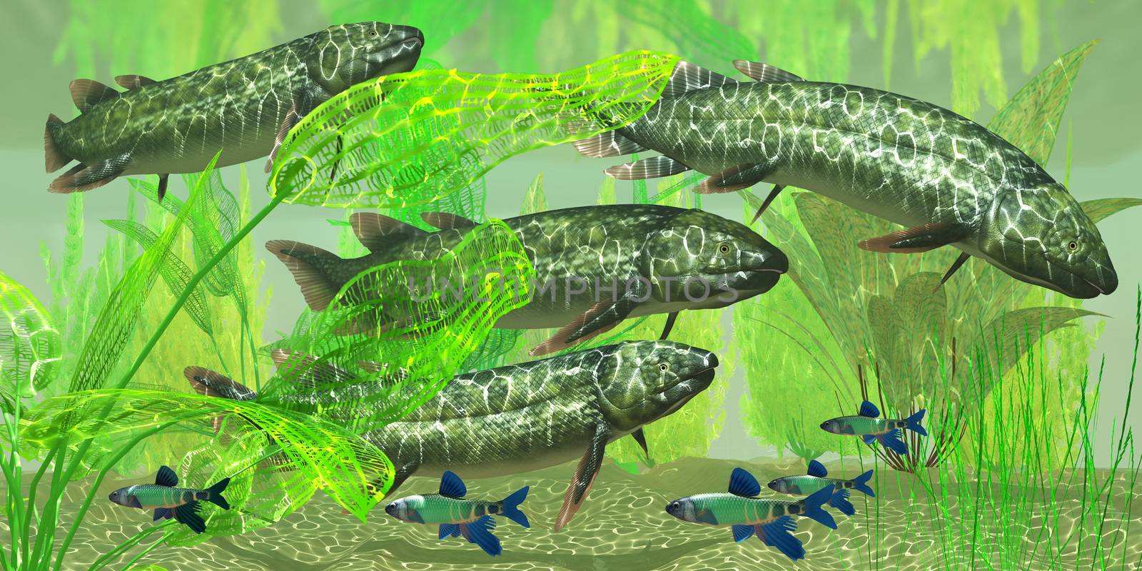 Dipterus macrolepidotus Fish by Catmando