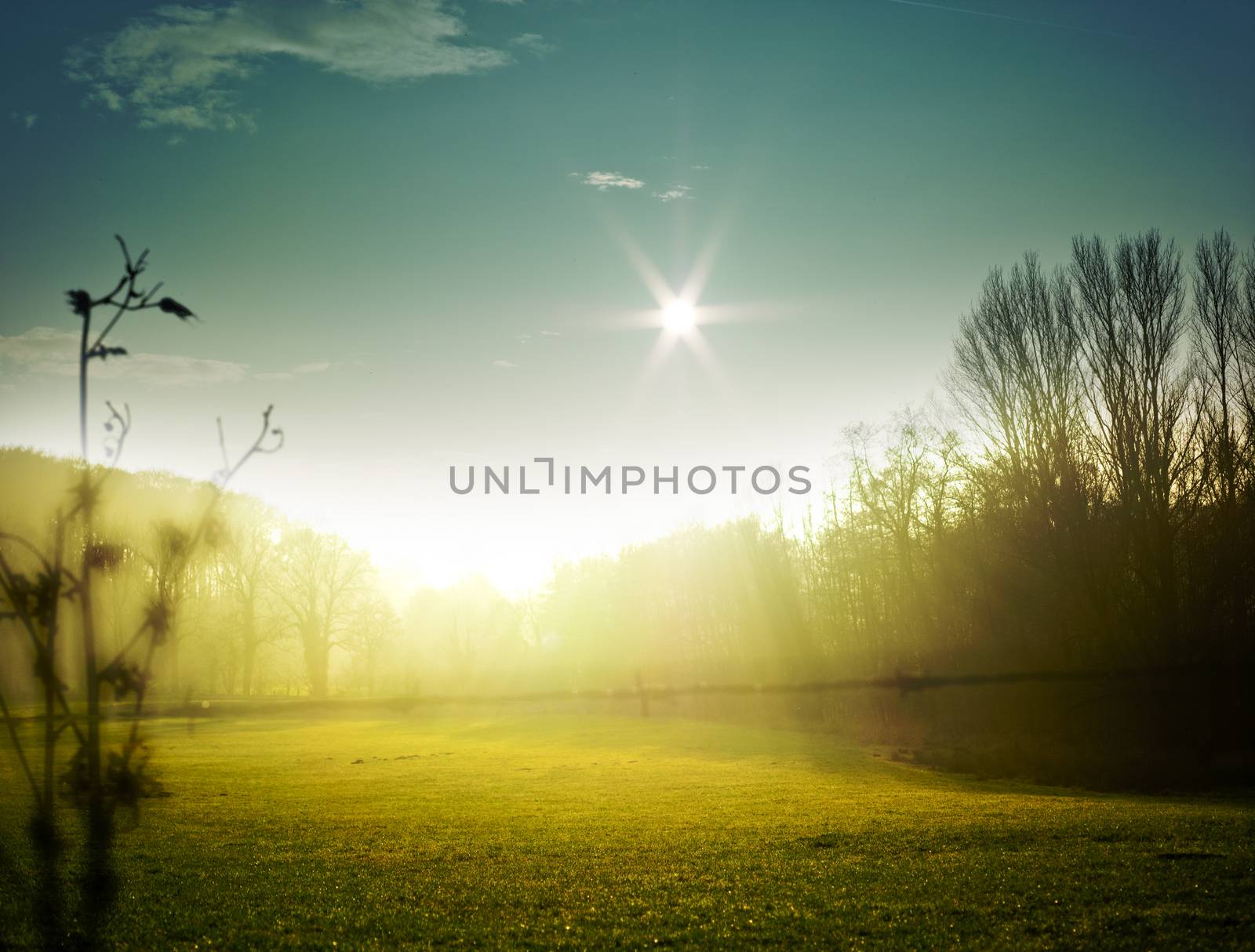 very nice nature background. backlit shot, clear sky {shot on PaseOne P45}