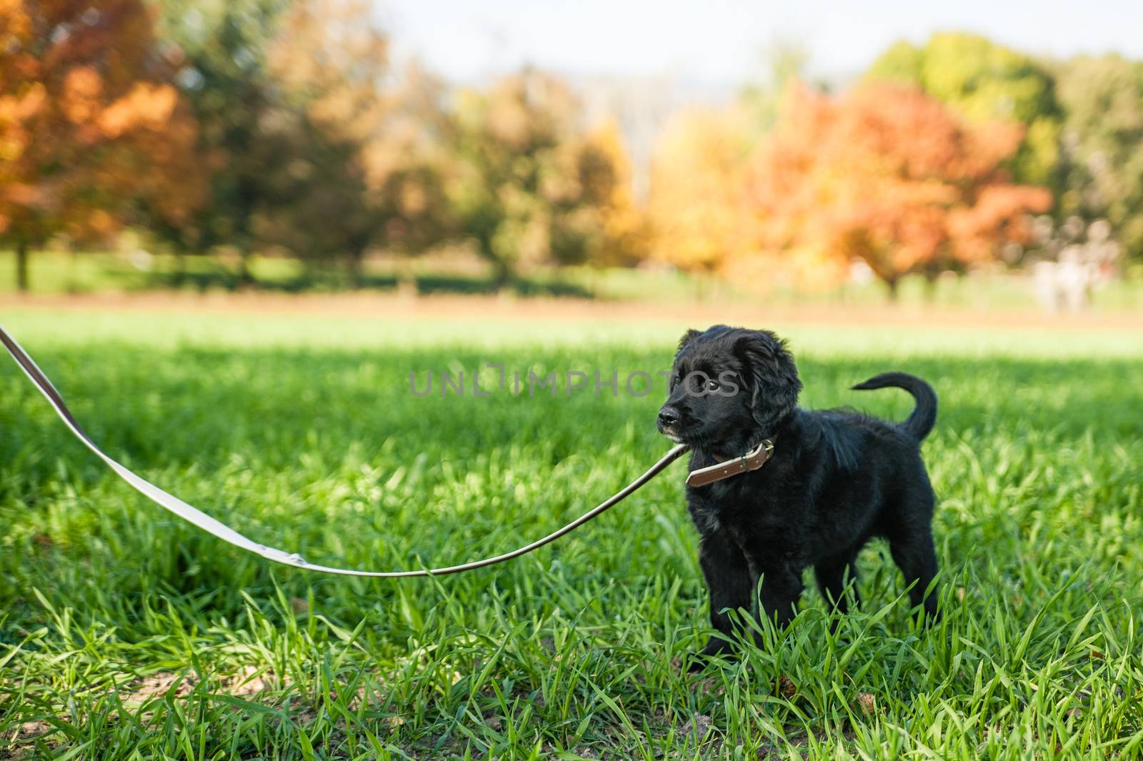 Young retriever puppy on a leash by tepic