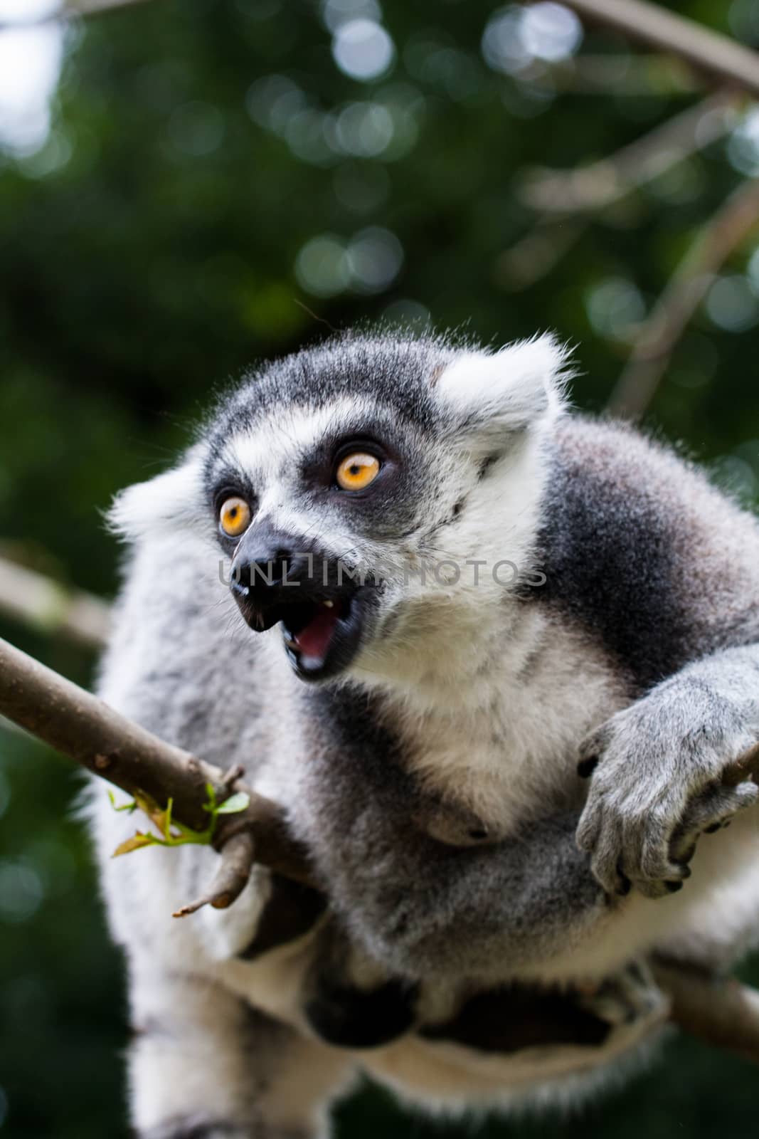 Aggressive ring-tailed lemur sitting on a branch