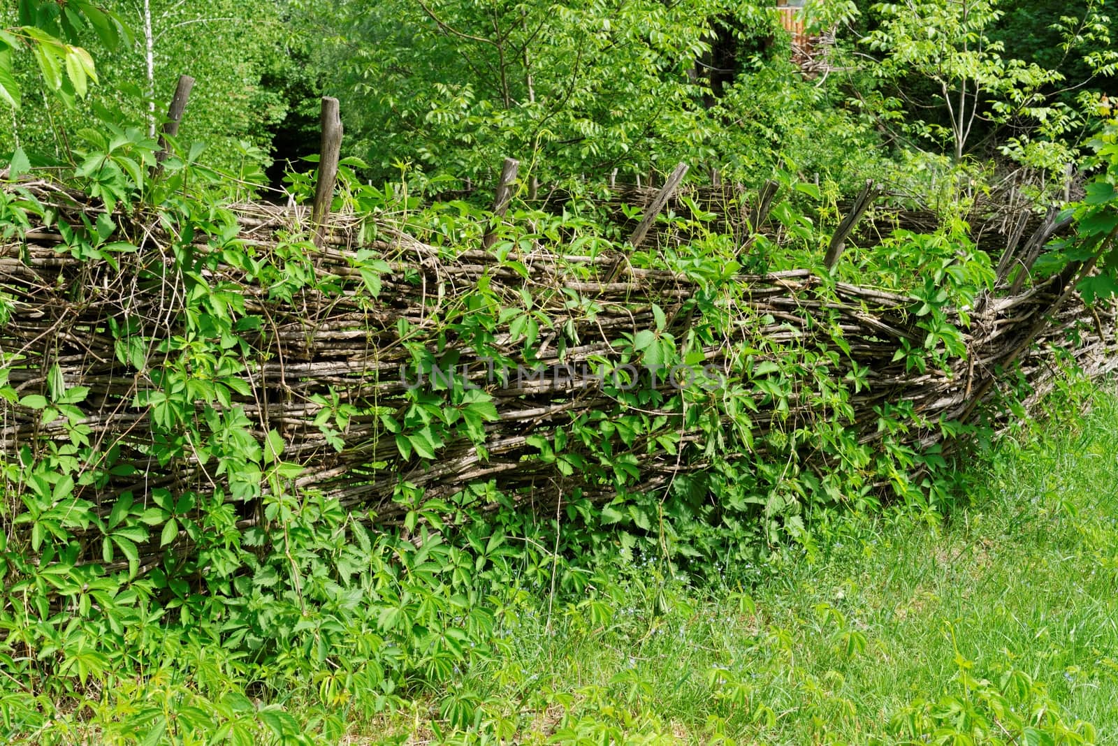 Vine-covered rickety lath fence in Ukrainian village at summer