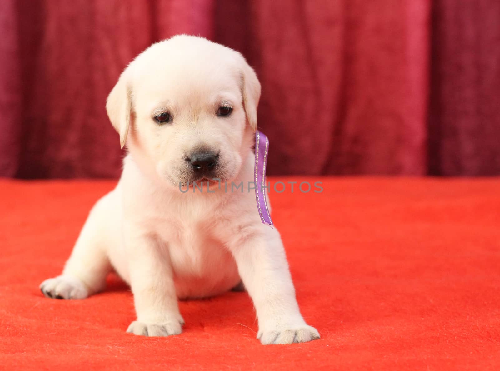 happy yellow labrador puppy laying on red background