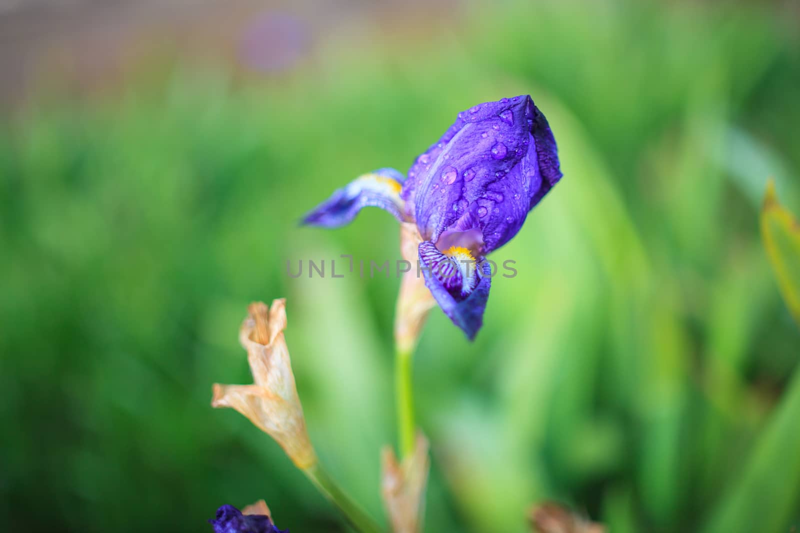 View of purple iris in the garden