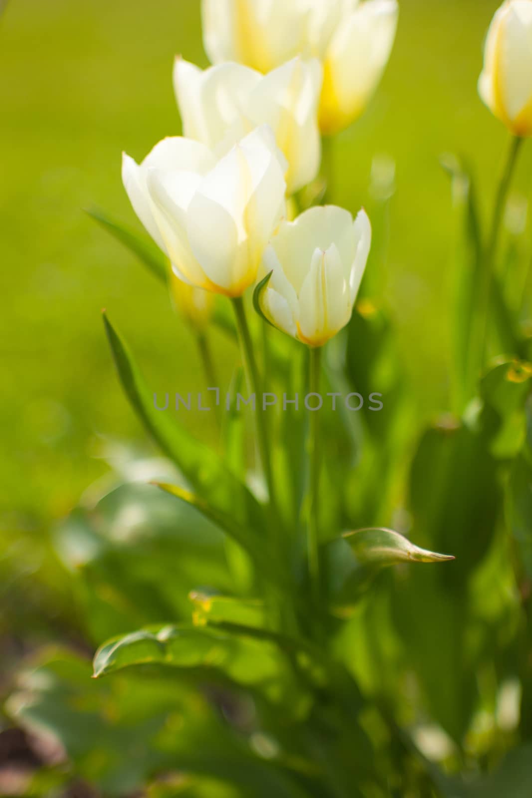 Close up of White tulips in the garden