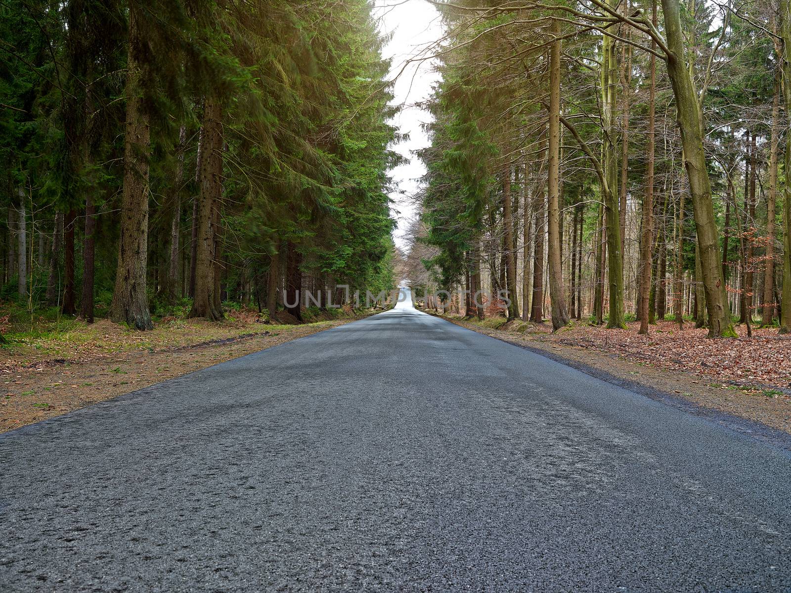 country road into forrest by aa-w