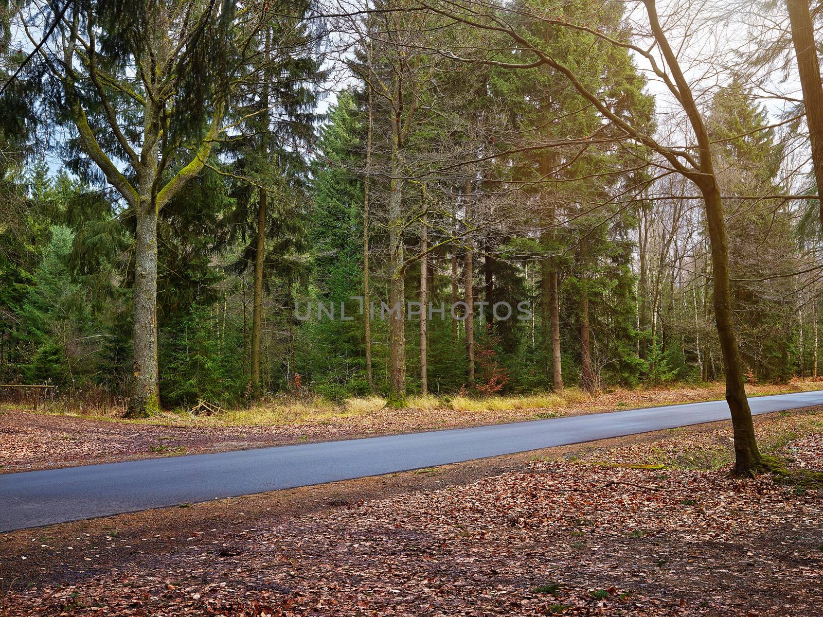 country road into a forrest at sunset, cloudy backlite shot. peferct for car copy space