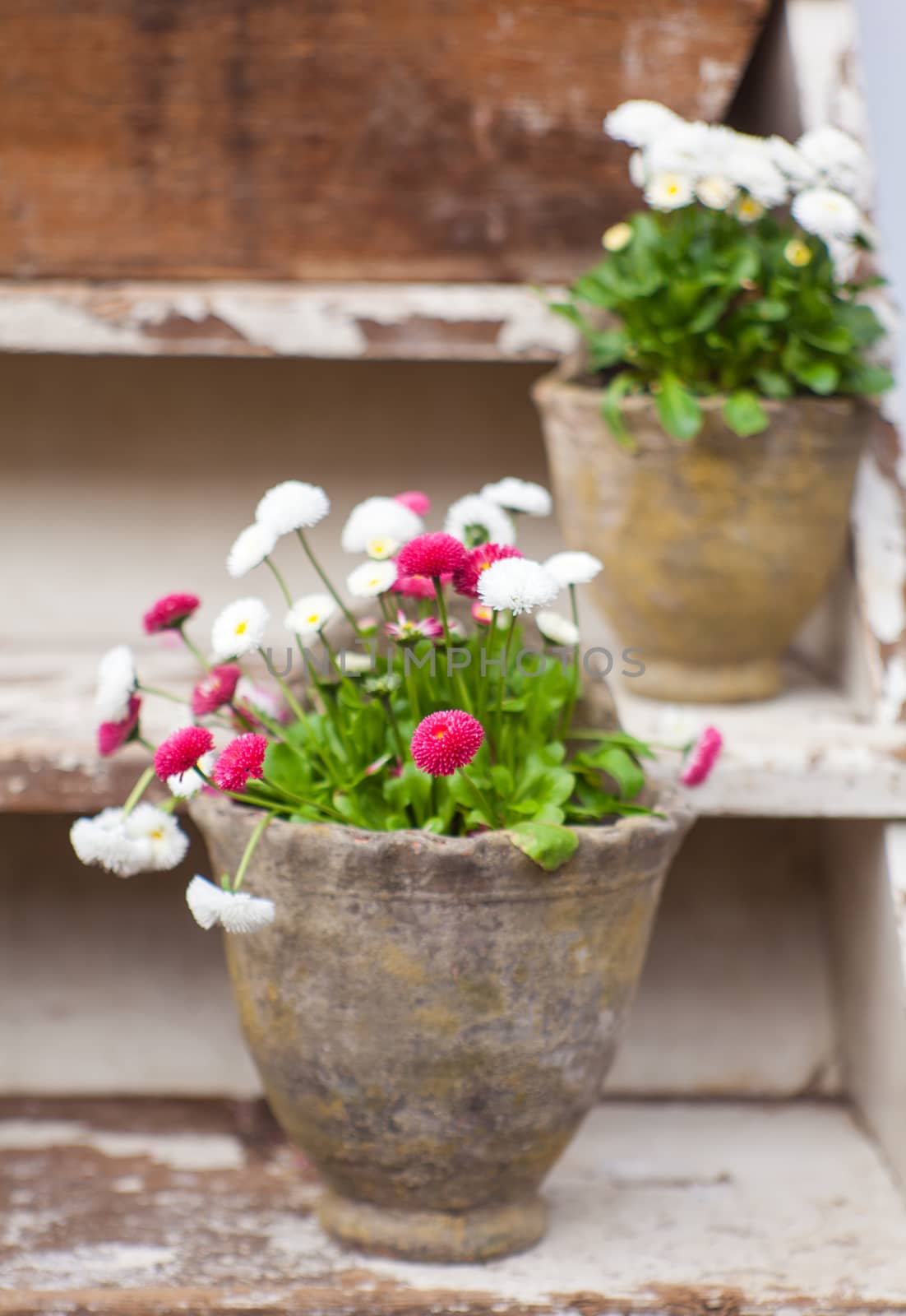 View of colorful flowers inside the post