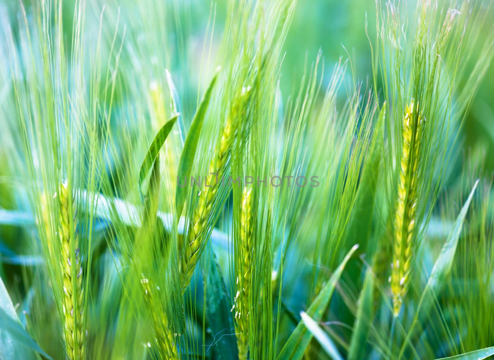 Ear of wheat - soft background