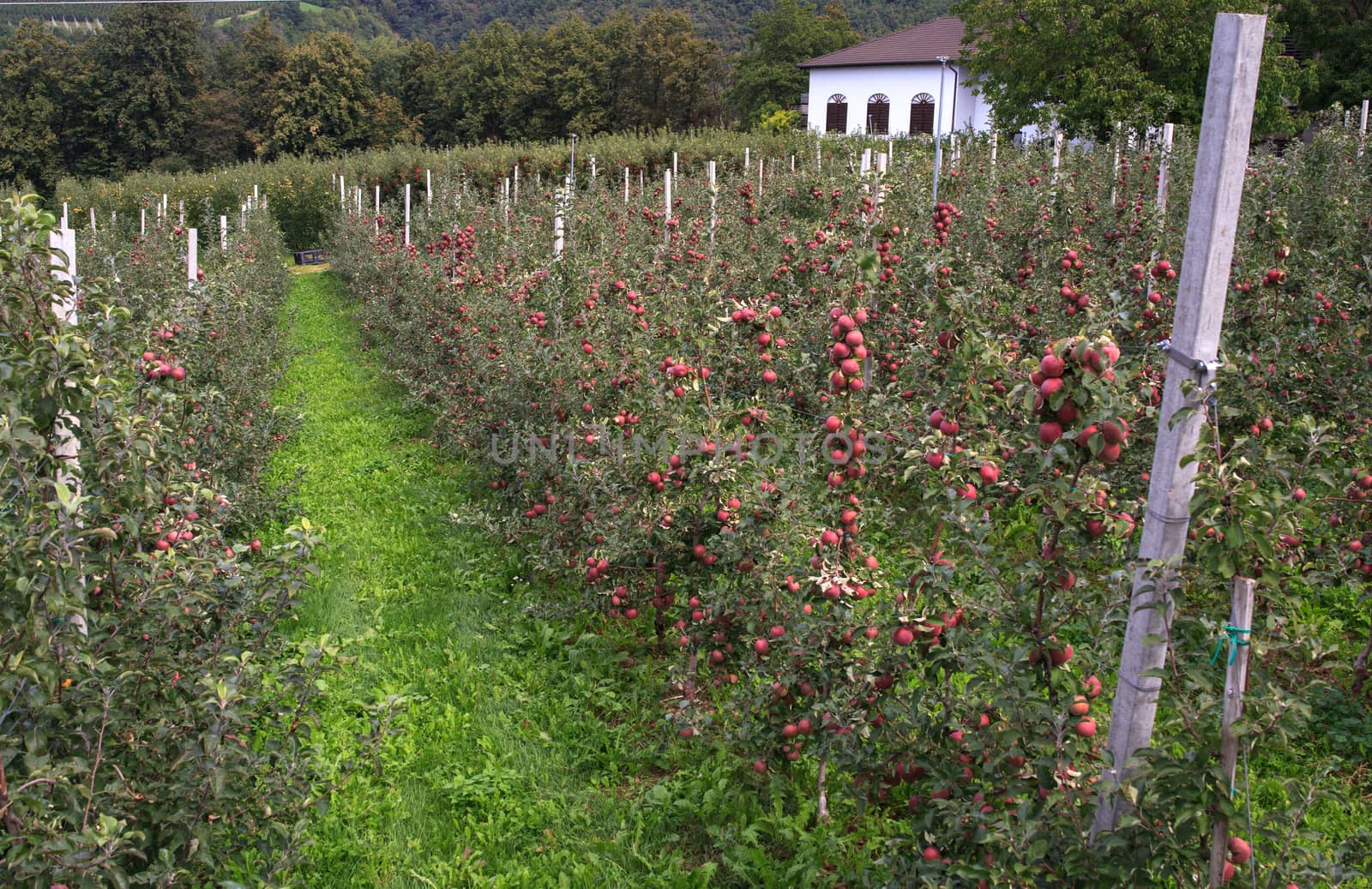 View of Trentino red apples cultivation, Italy