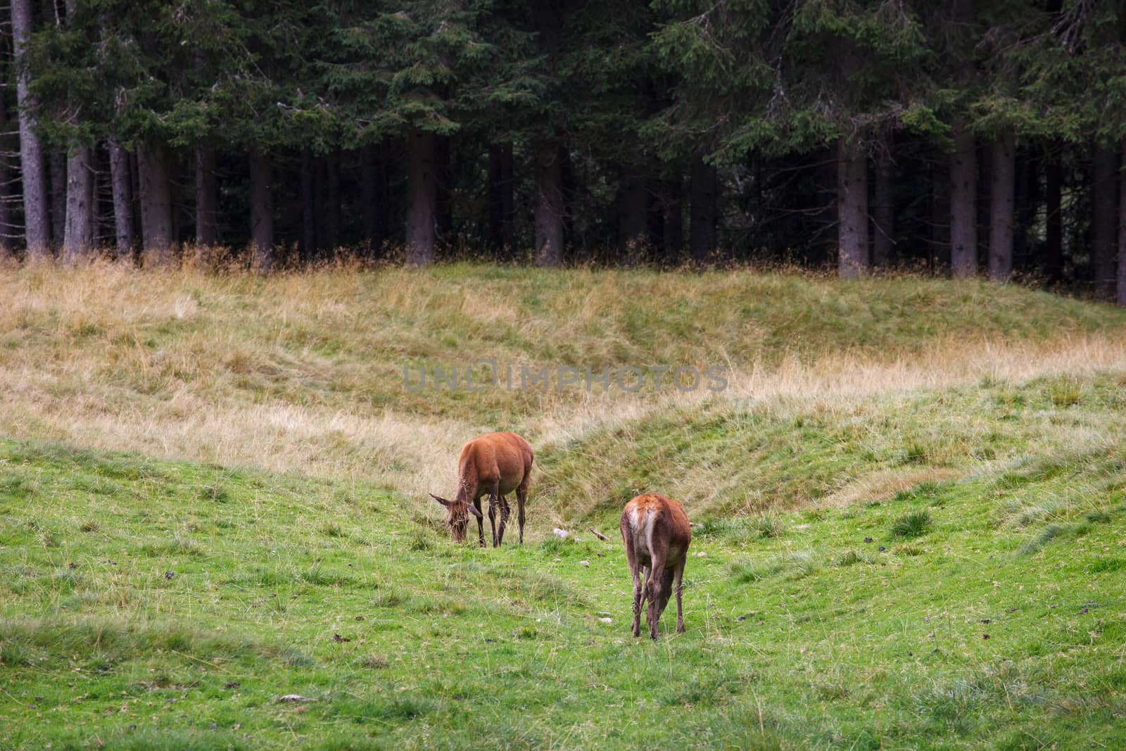 Deer pasturing in the Paneveggio park