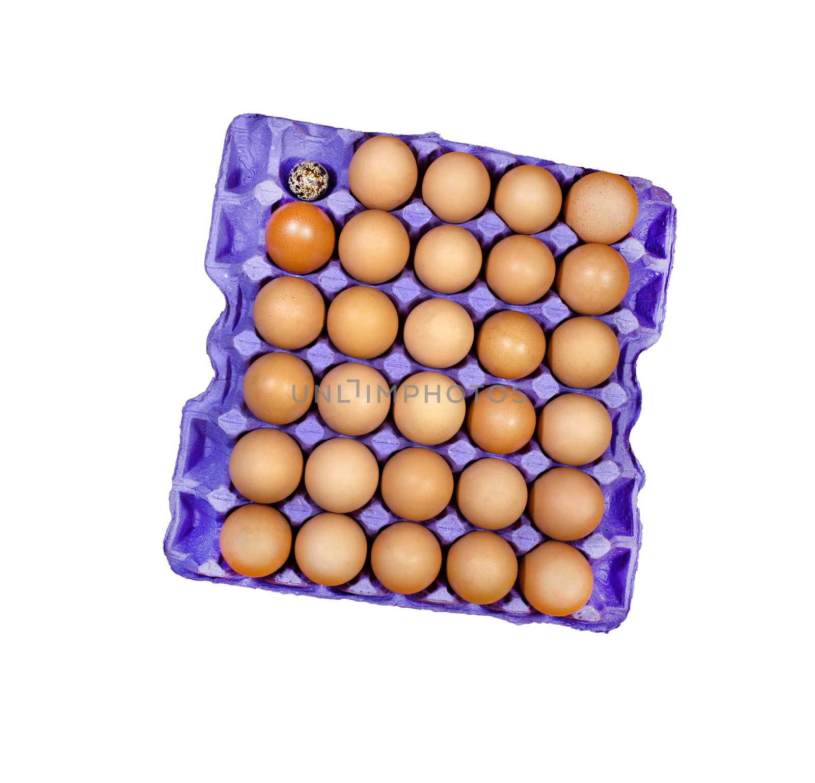 Quail egg tray of eggs on the white background