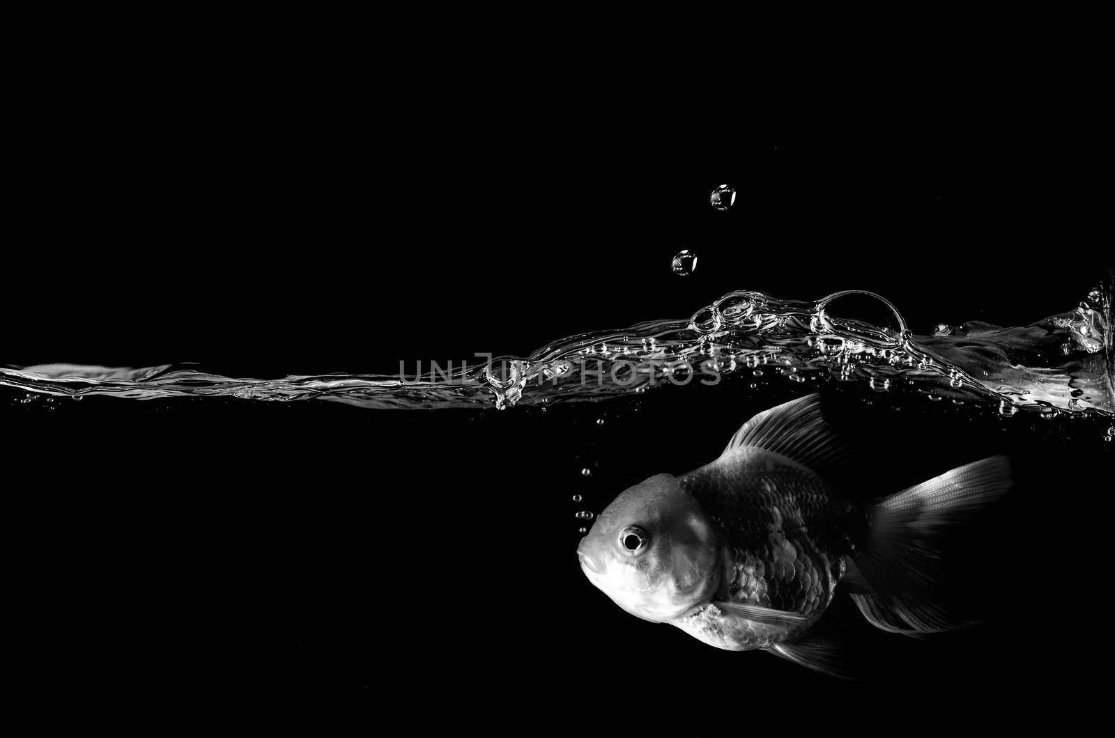 goldfish in water.  swimming in front of black background.