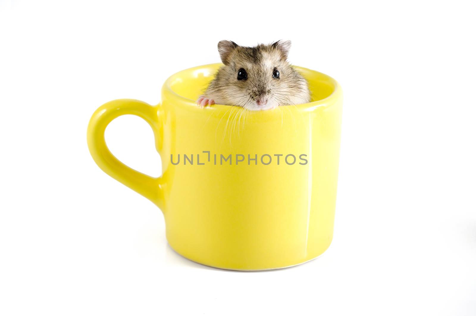 Little hamster sitting inside a yellow cup