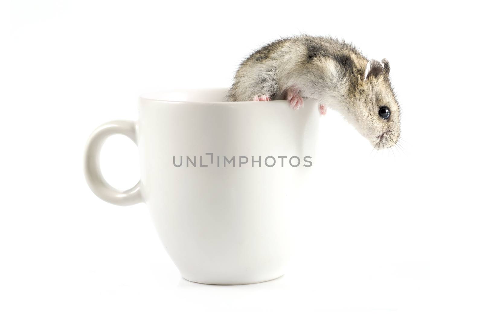 Little hamster  going out  a white cup by 9george