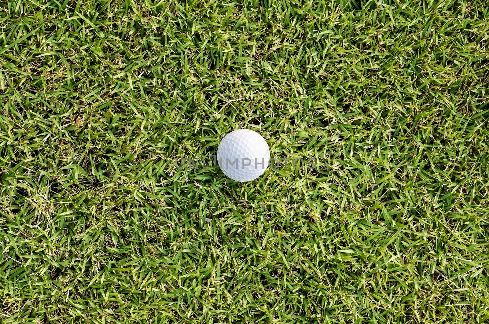 golf ball on the green