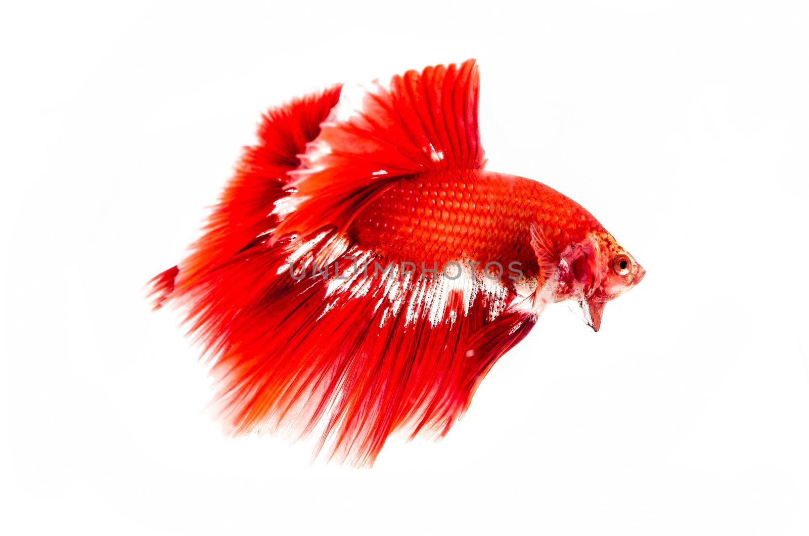 Siamese Fighting Fish isolated on white   by 9george