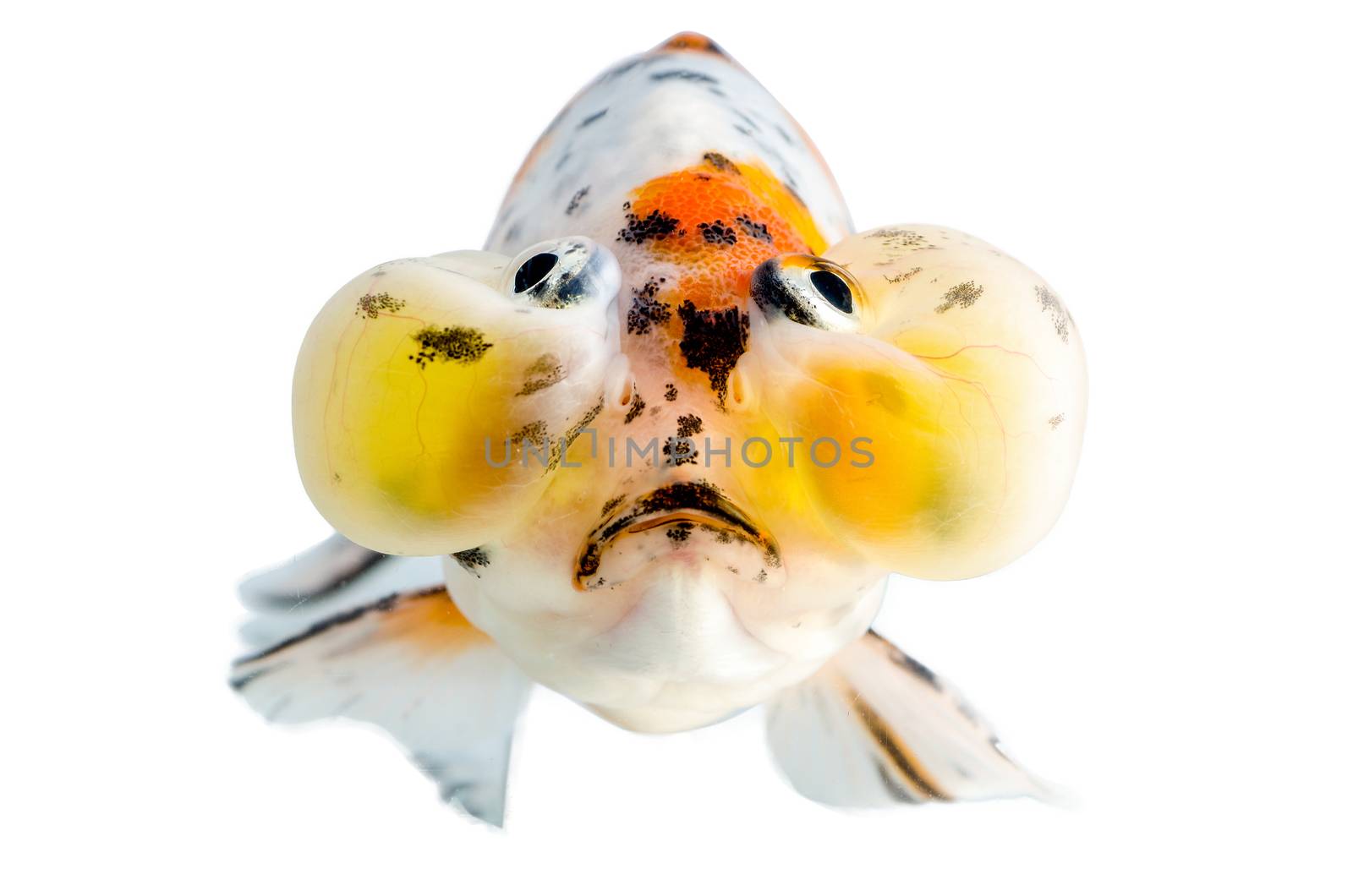 Gold fish front view Isolation on the white background : Bulging Eyes