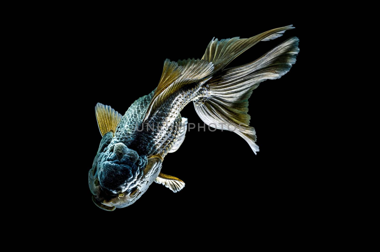 black goldfish isolated on black background : Clipping path included by 9george