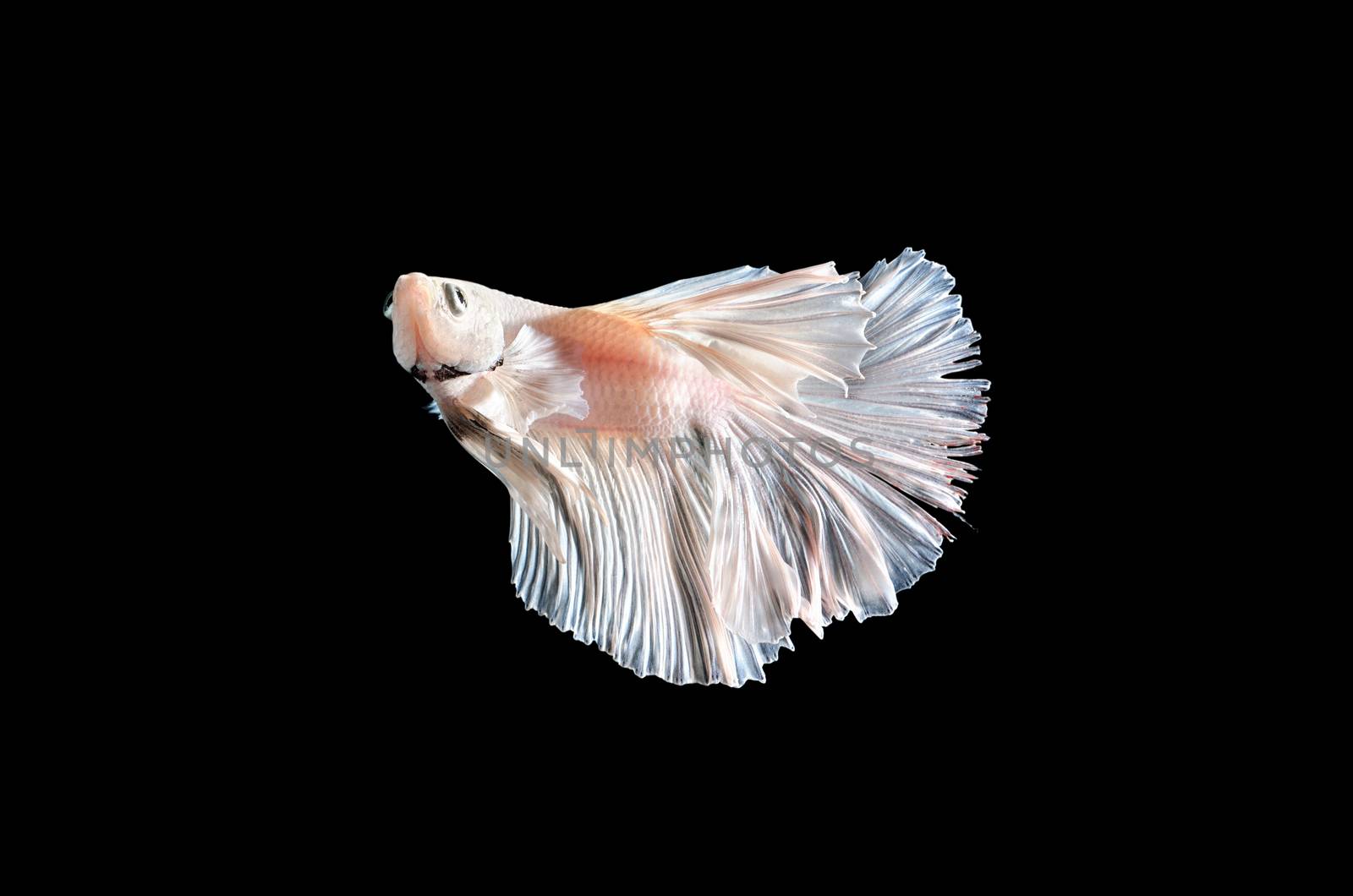 fighting fish, betta on black background by 9george