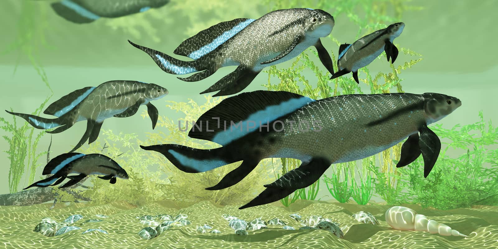 Scuamenacia is an extinct lobe-finned fish from Quebec, Canada in the Upper Devonian Era.