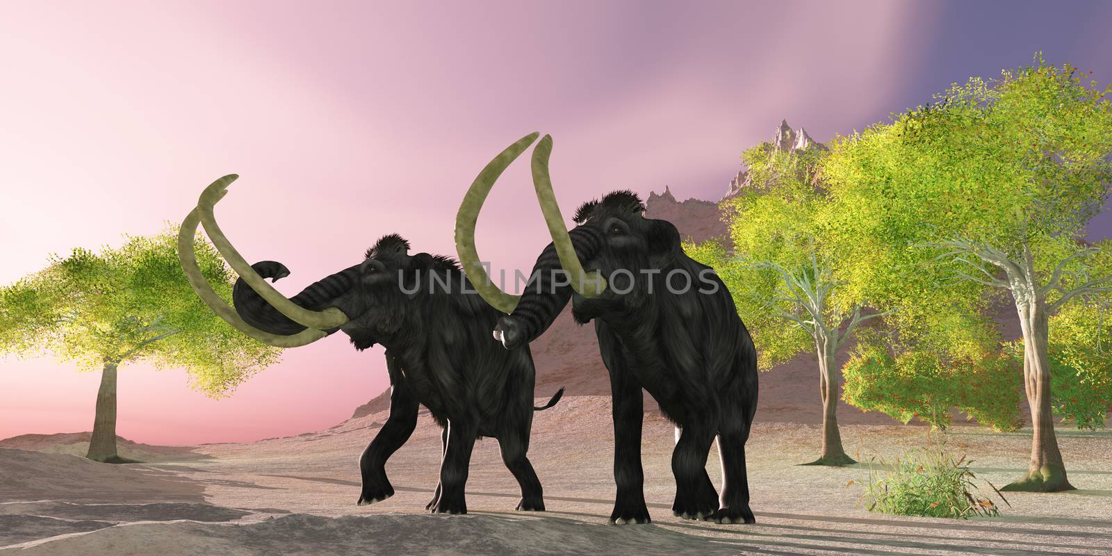 A rosy morning finds two Woolly Mammoths searching for better vegetation to eat.