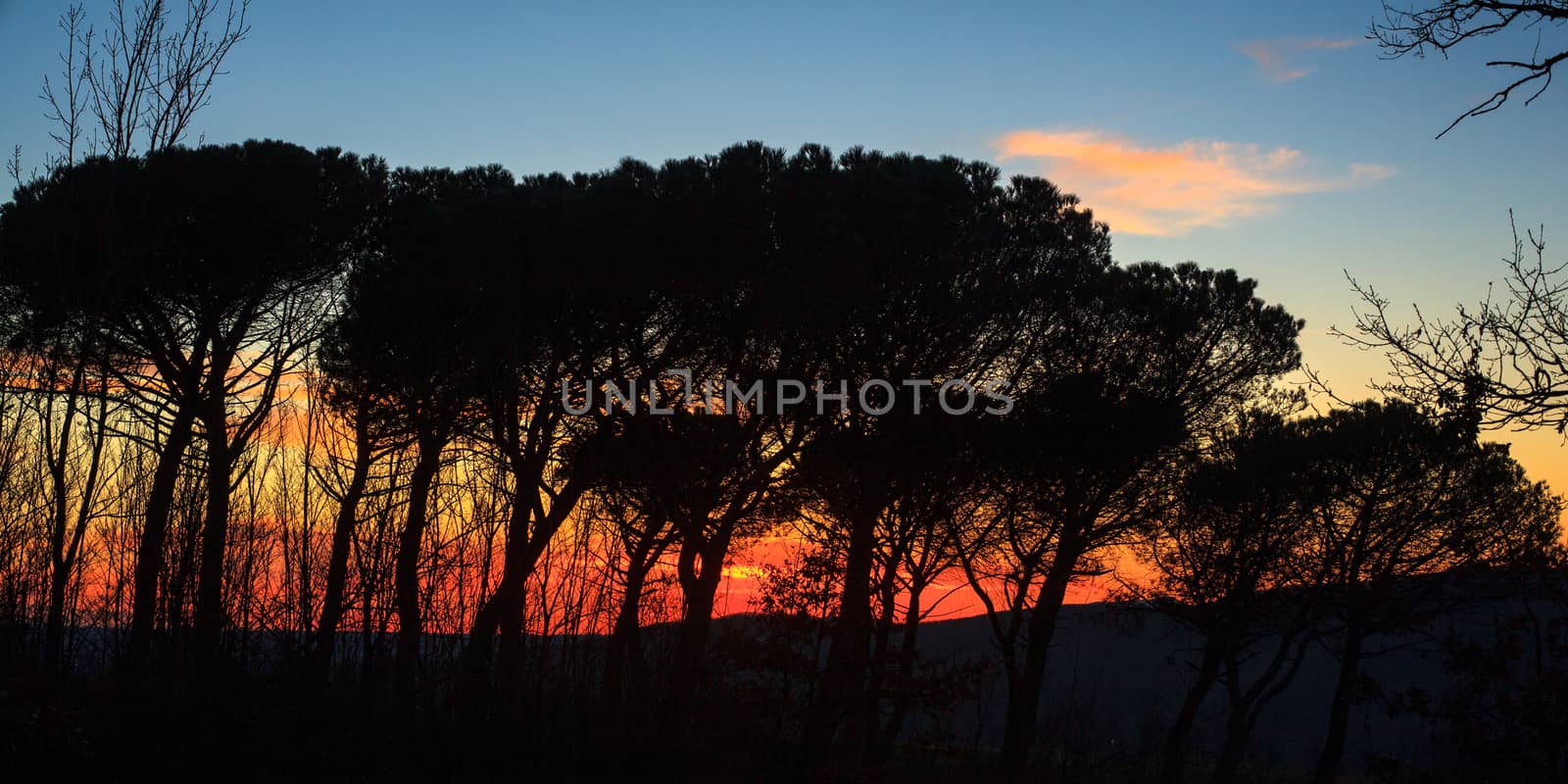 View of silhouette of trees at sunset