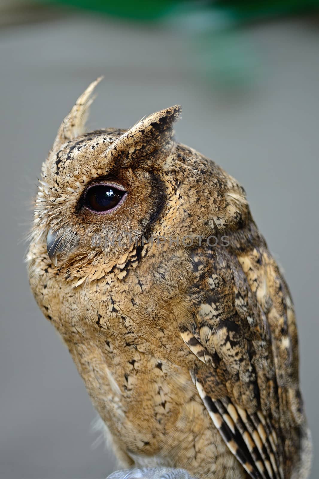 Oriental Scops Owl (Otus sunia), side profile 