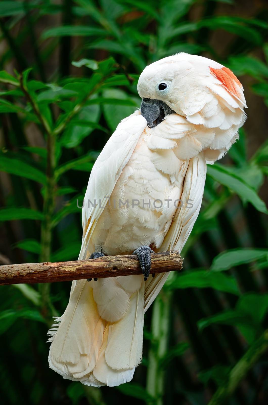 Beautiful pale pink Cockatoo, Mollucan Cockatoo (Cacatua moluccensis), standing on a branch