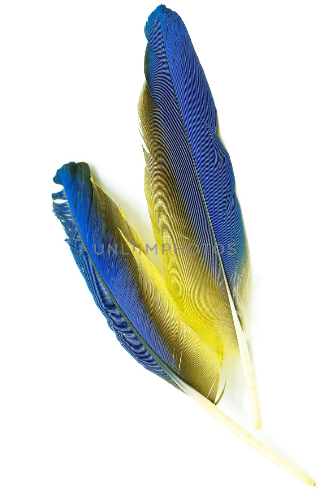 Blue and Gold Macaw feather isolated on white