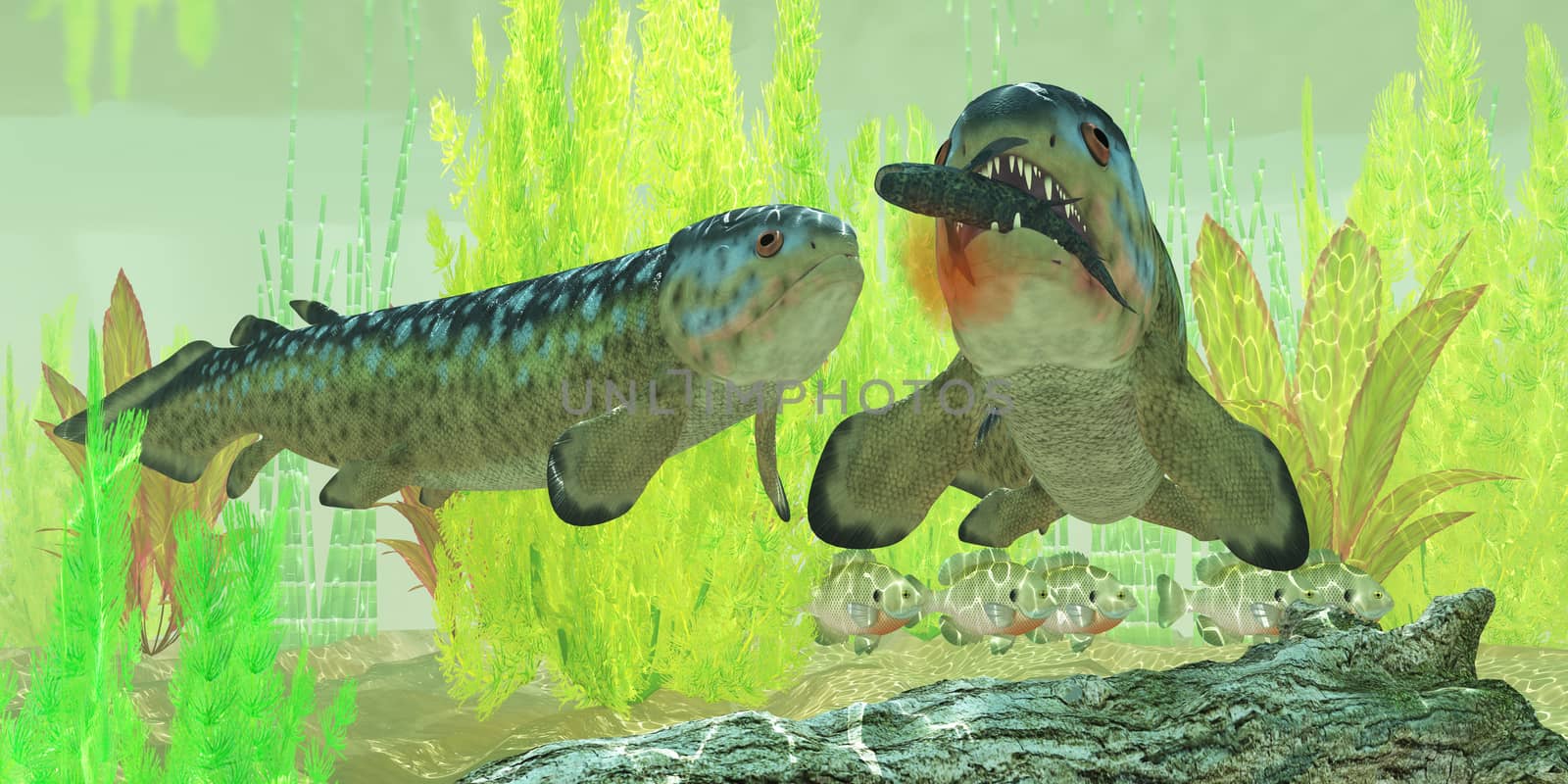 Rhizodus hibberti is an extinct group of Carboniferous predatory lobe-finned fish.