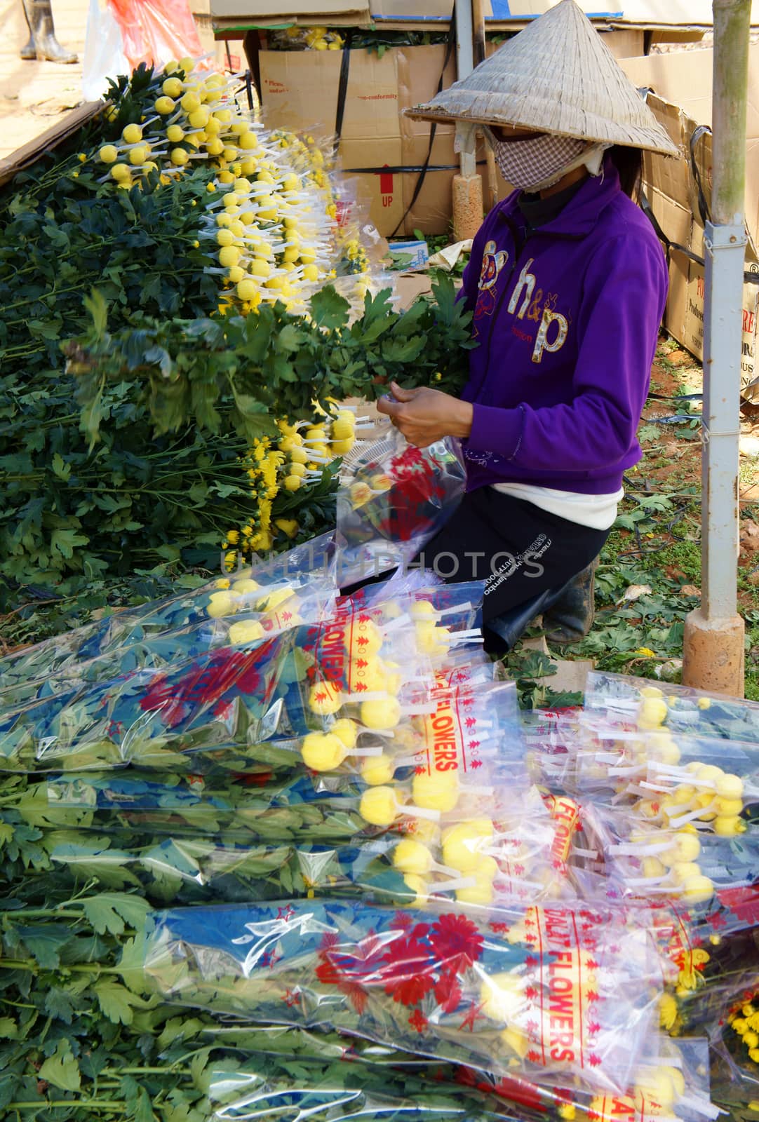 DALAT, VIET NAM, ASIA - SEPTEMBER 05. Success harvest of Vietnamese farmer, they happy to  harvest flower for vietnam tet (lunar new year) in  Dalat, VietNam, Asia- September 05, 2013