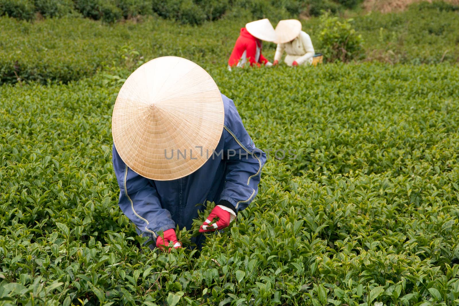 DA LAT, VIET NAM, ASIA - JULY 31. Tea picker pick tea leaves (leafs) on tea plantation, the large tea farm in harvest stage in Dalat, Vietnam, Asia on July 31, 2012