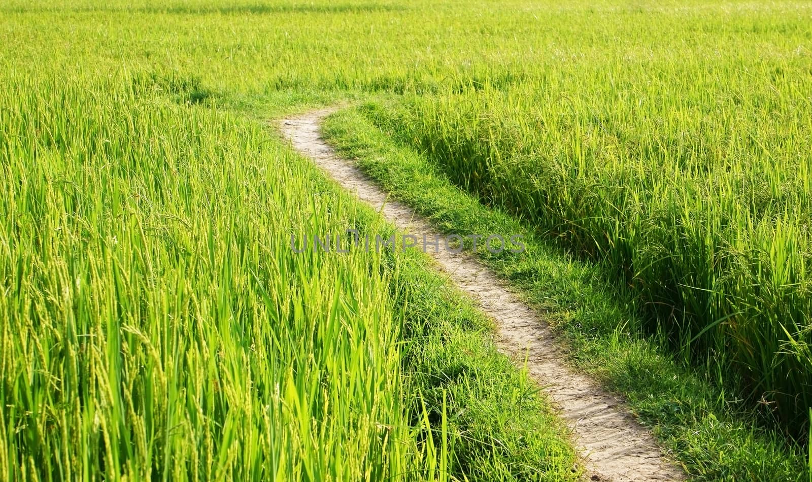 Beautiful landscape of nature with the way on green paddy field in sunny day at countryside 