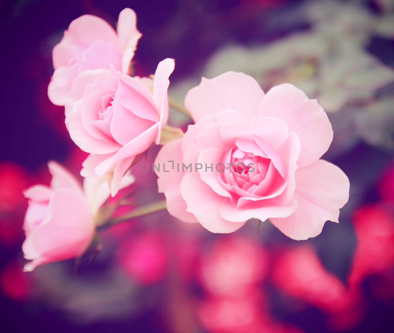 Pink rose in garden with retro filter effect by nuchylee