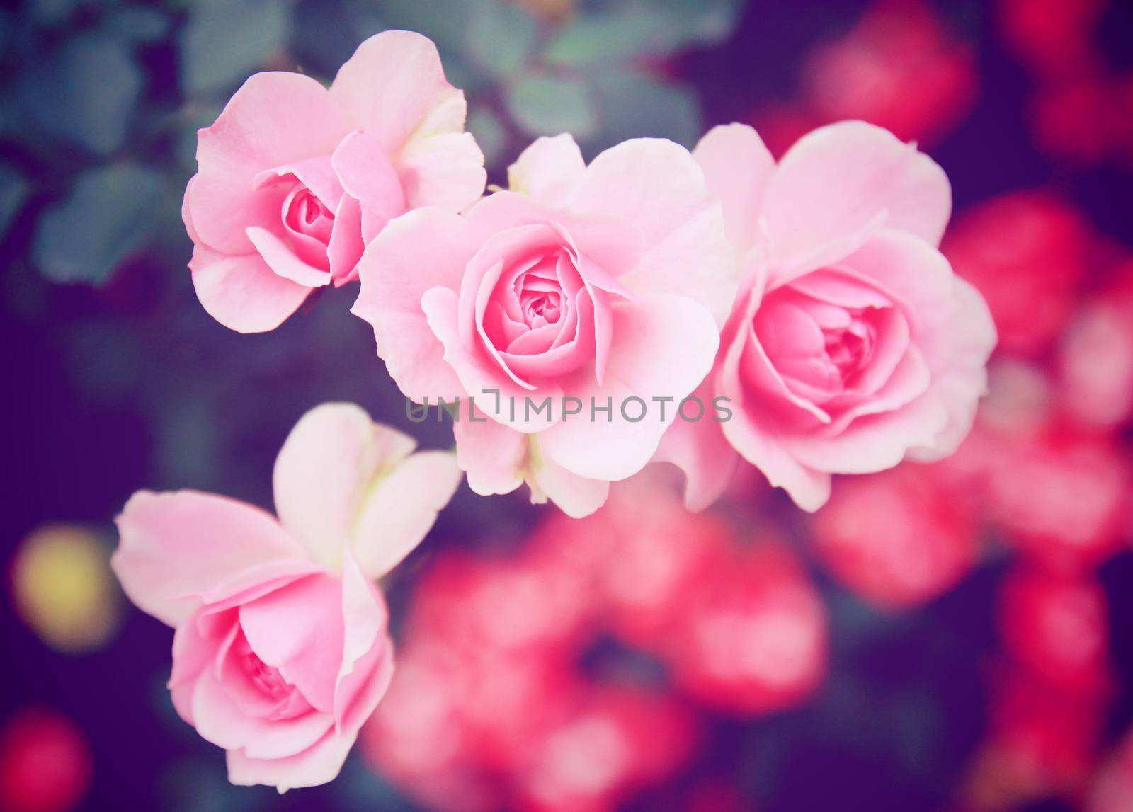 Pink rose in garden with retro filter effect by nuchylee