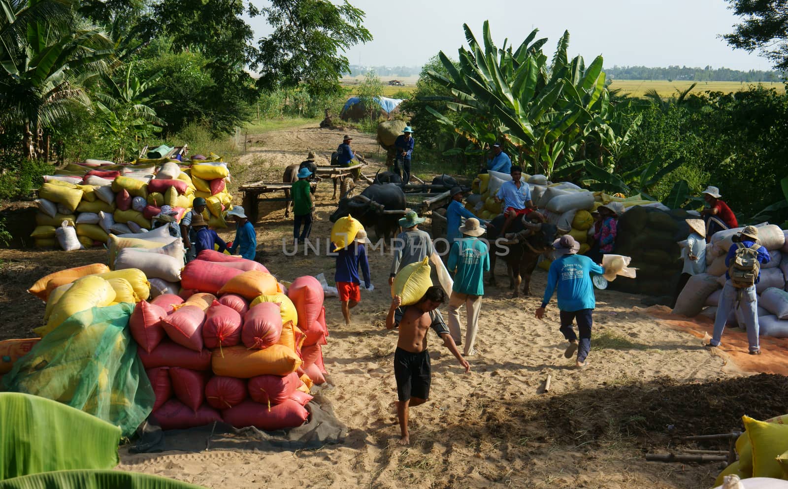 DONG THAP, VIET NAM- NOVEMBER 12: Finish harvest, trader buy rice of farmer, paddy grain let in rice sack & arrange in pile, porter carry rice sack on shoulder, Dong Thap, Viet Nam, November 12, 2013