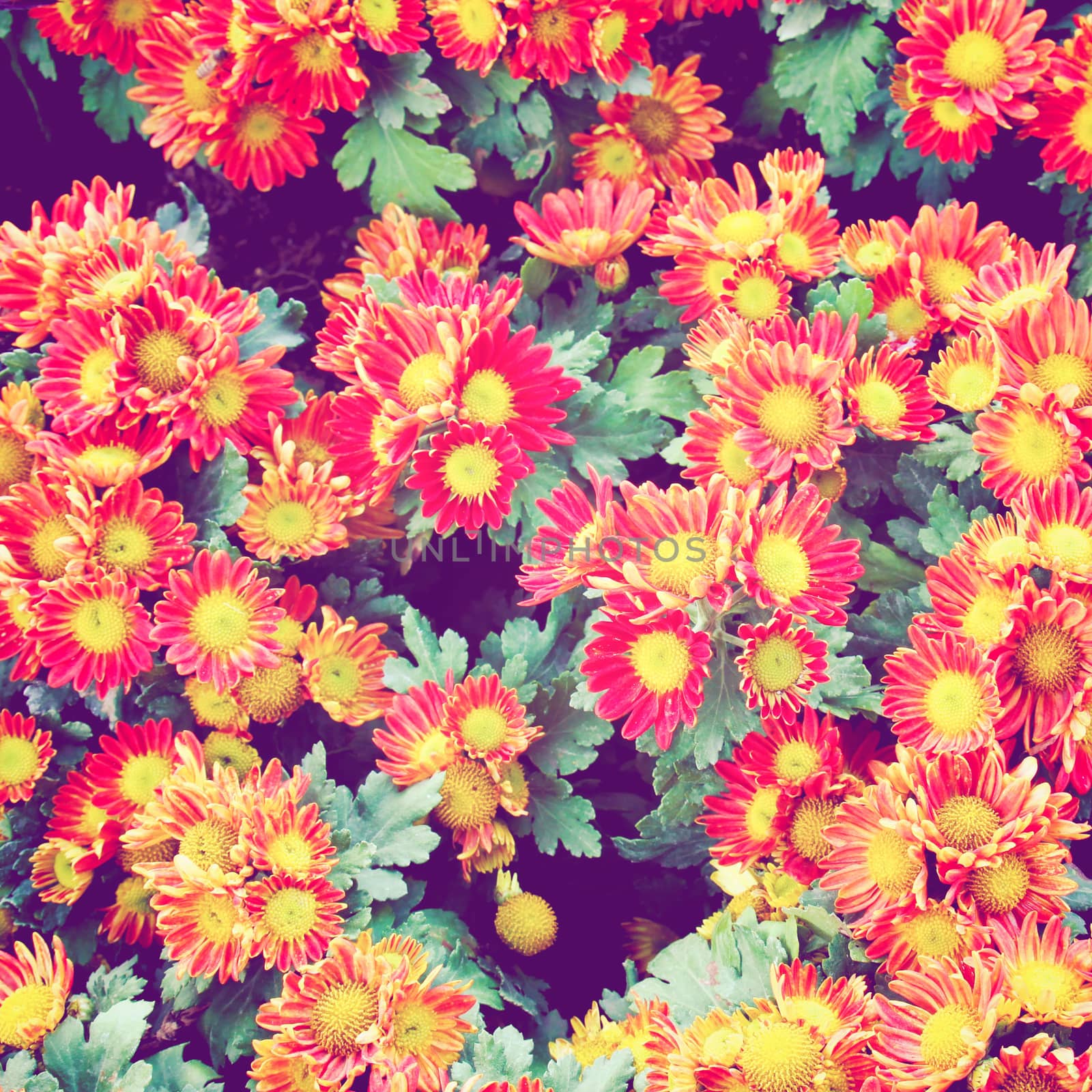 Red flowers background with retro filter effect by nuchylee