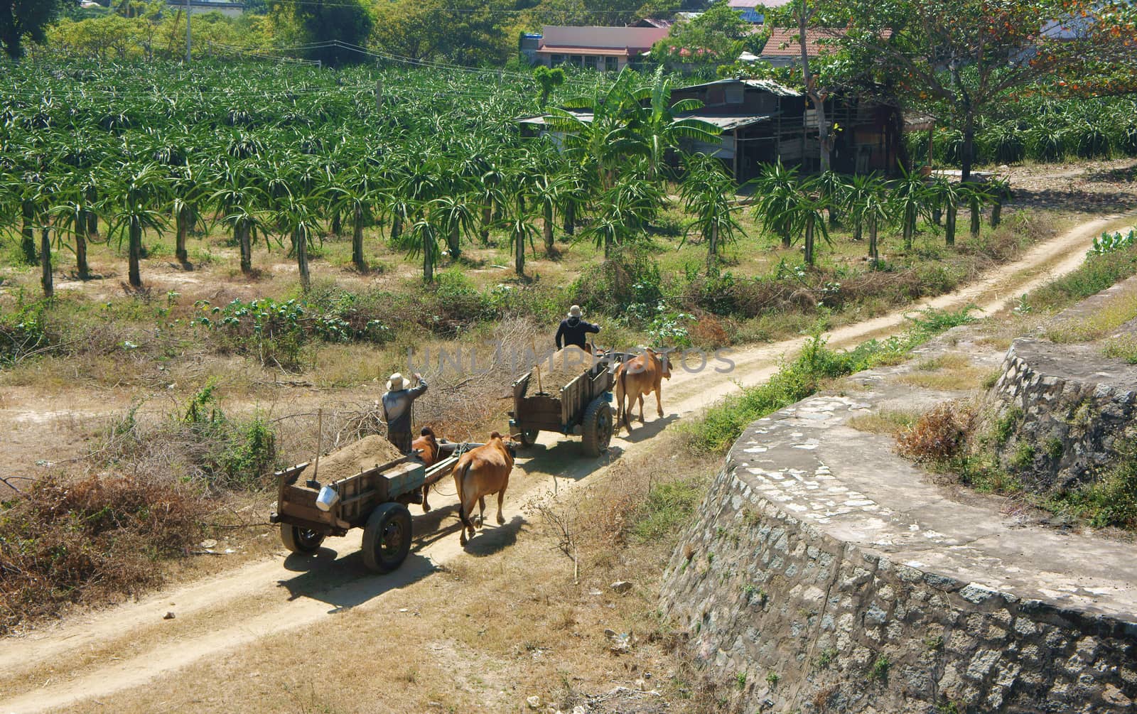 BINH THUAN, VIET NAM, FEBRUARY 3: People control ox cart walking on sloping street to transport materials in Binh Thuan, Viet Nam, February 3, 2013    