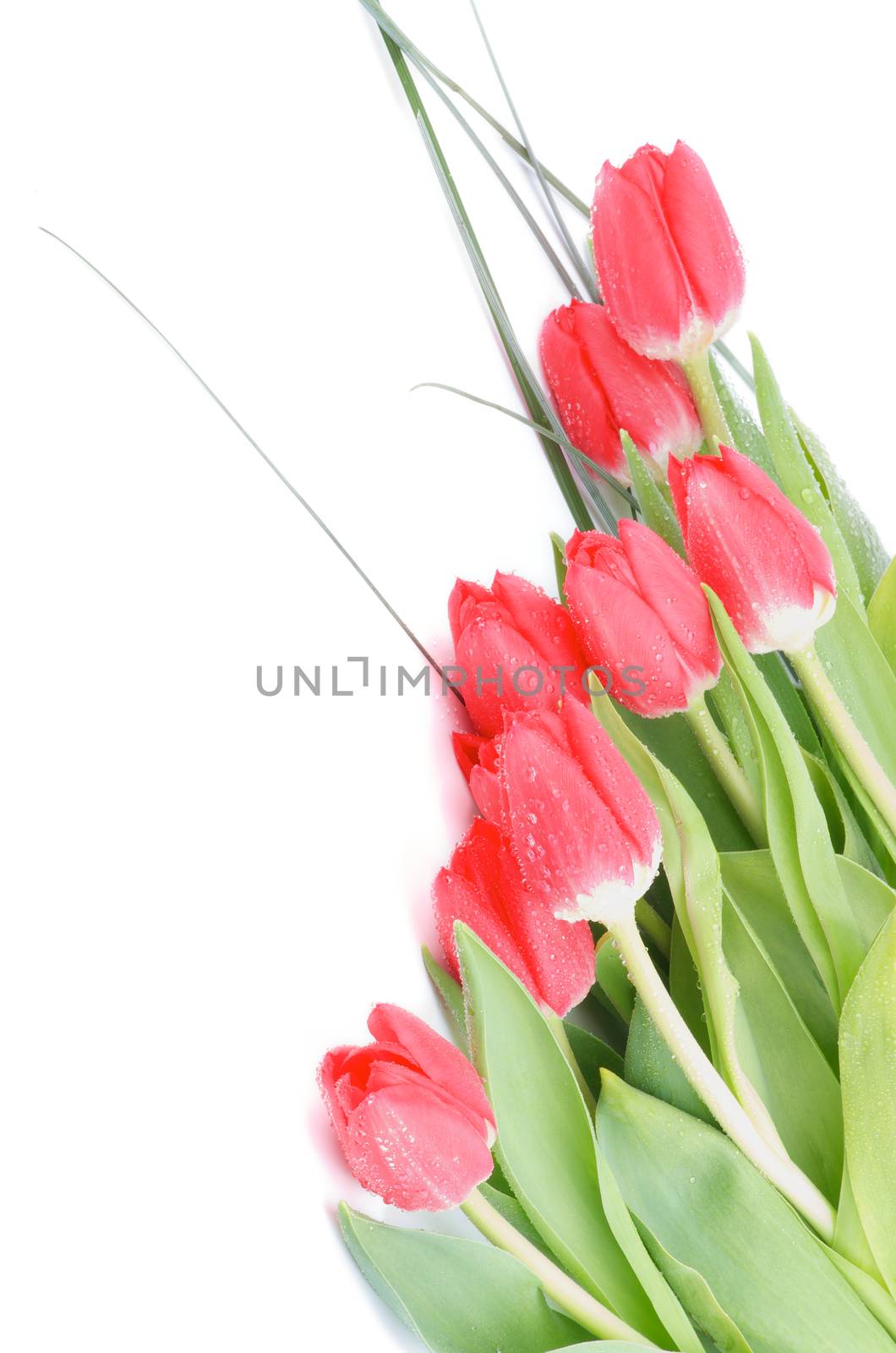 Bunch of Spring Magenta Tulips with Green Grass and Water Drops closeup on White background